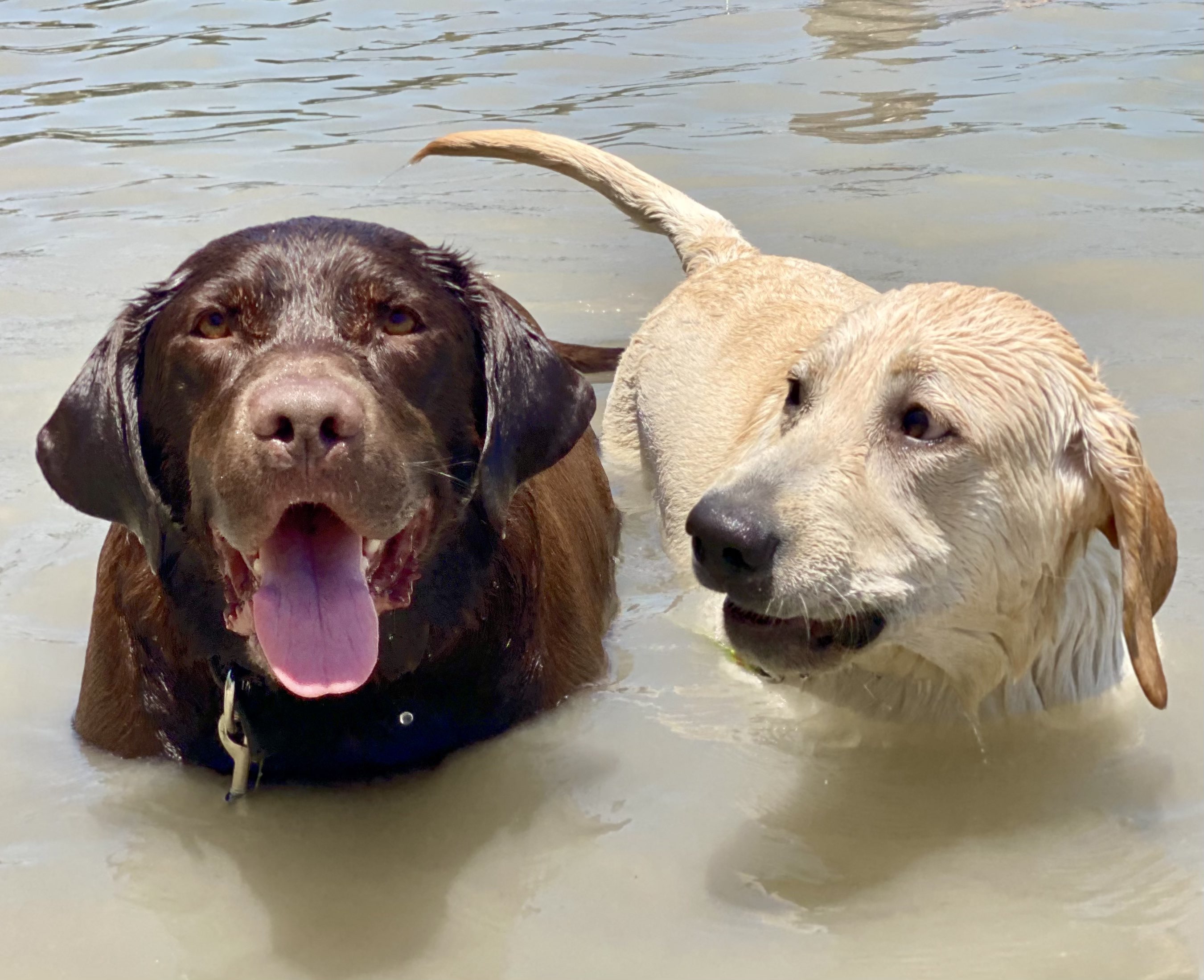 Butters and Loki in water